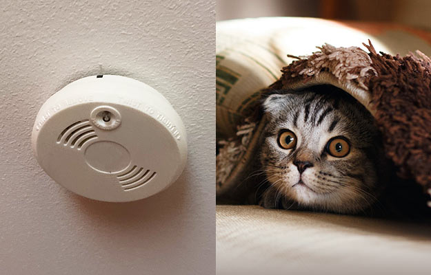 Rädd katt